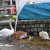 SALVATAGGIO PICCOLI DI CIGNO NEL PORTO A LAVENO